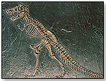 Dino Dig – Tyrannosaurus Skeleton by KRISTAL EDUCATIONAL INC.