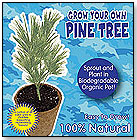 Grow Your Own Pine Tree by DUNECRAFT INC.